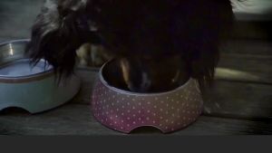 Freeze-Dried Cat Food Three-Piece 5 Large Bag of Cat Food for and Kitten Universal Type Full Price Hot