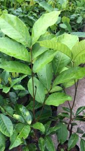 ต้นเงาะตัวผู้(เงาะผู้นาสารแท้)