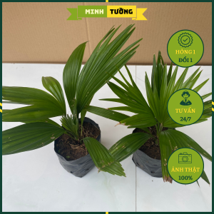 Cây Cọ Nhật - Cây Cảnh Văn Phòng Mini