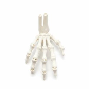 UNDATA In 3D Xương tay in 3D Trắng Dài 93 cm. Bộ xương tay khớp linh hoạt Sáng tạo Khớp nối linh hoạt Bộ xương tay có thể tạo dáng. Trang trí Halloween