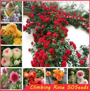 50PCS/PACK Mixed Colors Climbing Rose seeds-Beautiful Climbing Rose Flower Seeds for Planting-A611
