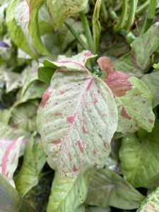 [Rare Collection] Syngonium Pink Splash / Syngonium podophyllum