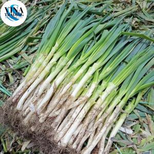 (500 SEEDS) ONION LEEKS SEEDS/Giant Green Onion Seed- Onion Seeds for Planting Vegetable Plants