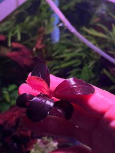 [Aquatic Plant] Bucephalandra Sp Helena 2013 Round Leaf Bucep Metallic Red Submerged Rare Plants 稀有极品发色辣椒榕
