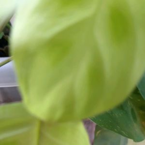 Tanaman hias calathea butterfly varigata