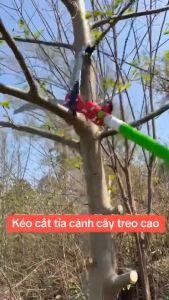 Đầu kéo tỉa cành trên cao Kéo cắt cành cây trên cao kết hợp cưa giúp làm việc an toàn