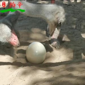 新鲜鸵鸟蛋非洲食用鸵鸟蛋立夏撞蛋大量新鲜批发顺丰节日送礼