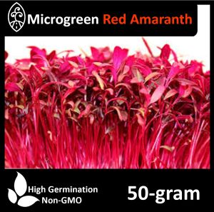 Microgreen Red Amaranth Seeds - Zigro