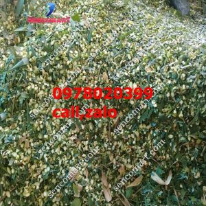 Kung máy băm cỏ voi 2hp tặng kèm dao 40cm