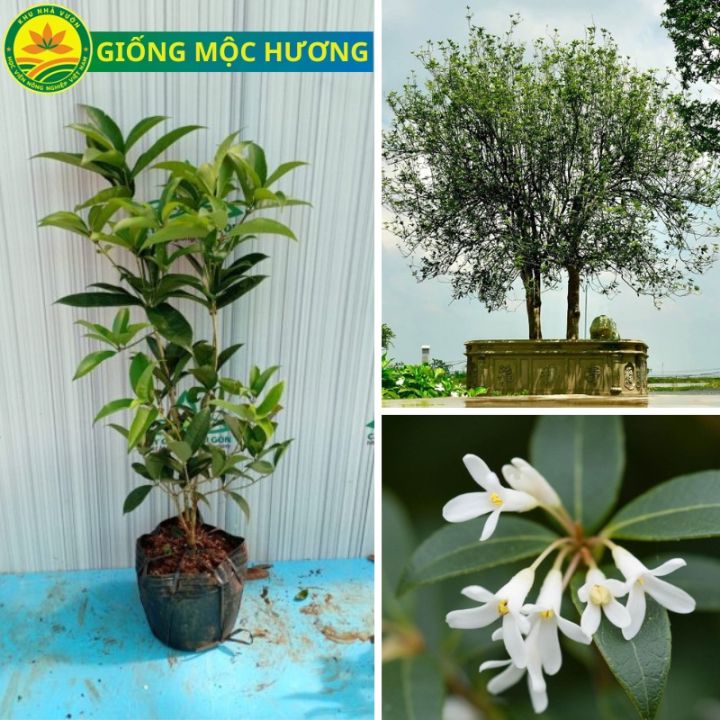 Cây giống Mộc Thoát thân cao 60 Cm, hoa thơm khắp làng, trồng cây mộc ...