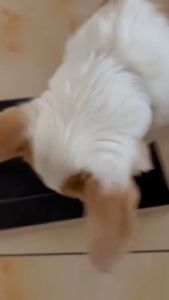 Wooden Pet Scratching Board for Dogs with Built-in Treat Box Nail Trim Pad Pull-Out Design Sandpaper Surface Scratch Toy