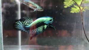 KPK เฟิร์นก้านดำ พืชน้ำเพิ่มออกซิเจน ปรับคุณภาพน้ำให้ดีขึ้น