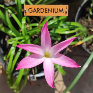 Umbi Bunga Rain Lily Star Spangled - Rainlily Zephyranthes Hybrid