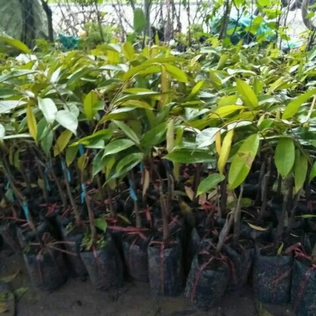 xem dimension và shape của array trong numpy của... Cây giống sầu riêng Musang King - vua của các dòng sầu riêng | Lazada.vn