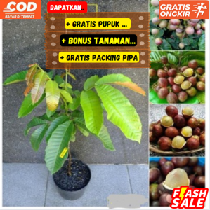 Bibit Pohon Matoa Unggulan Super Cepat Berbuah