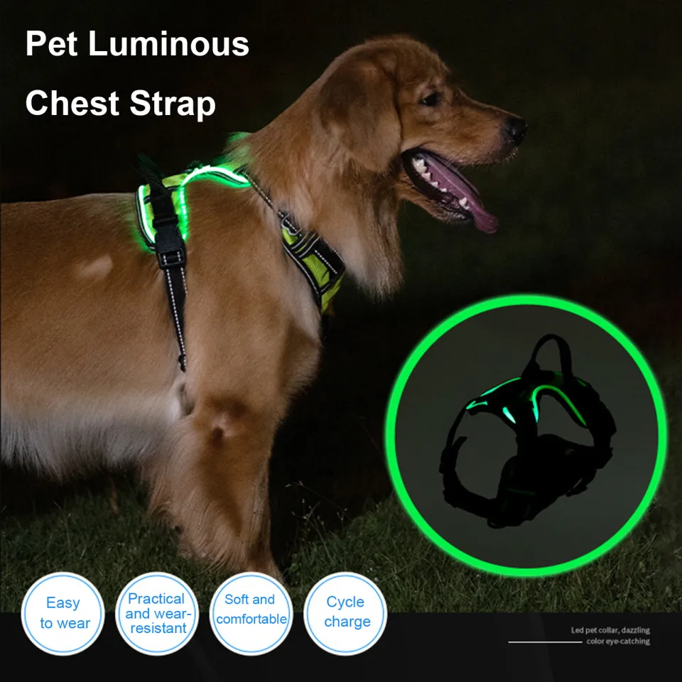 Chest led clearance dog harness