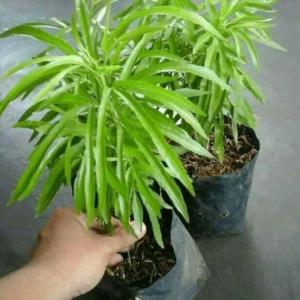 Zodia (Evodia suaveolens) - - Pokok Zodia Penghalau Nyamuk - ज़ोडिया पौधा Zodia – Natural Mosquito Repellent Fragrant Leaves Easy to Grow Tropical Herb Outdoor & Indoor LIVE PLANT