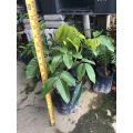 PBN - anak pokok longan lada hitam - mata kucing isi tebal bunga nursery fruit sapling buah outdoor hybrid cepat berbuah. 