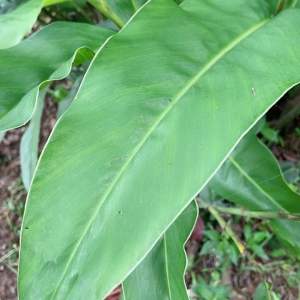 Daun lengkuas / daun laos segar isi 25 lembar petik langsung-az