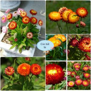 Hạt giống hoa cúc bất tử mix màu -gói 50 hạt-gieo trồng quanh năm