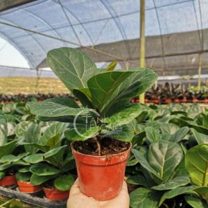 TKL - Ficus Lyrata Bambino (Fiddle-Leaf Fig)/ Bambino Multi 芭比榕/小叶琴叶榕/粗杆琴叶榕