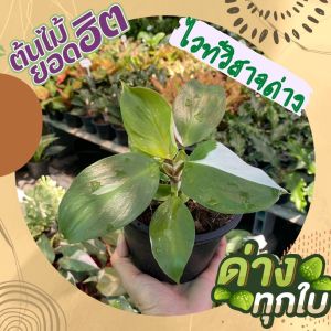 ต้นฟิโลเดนดรอน ไวท์วิสาจ พ่อมดขาว กระถาง4นิ้ว ต้นไม้ด่าง (Philodendron White Wizard) ต้นไม้ปลูกในบ้าน ต้นไม้ฟอกอากาศ ไม้เพาะเนื้อเยื่อ พร้อมกระถาง ต้นไม้