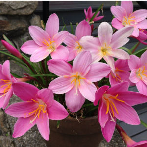 1kg Củ huệ mưa hoa màu hồng khủng dể trồngcủ sống 100%gieo trồng quanh năm