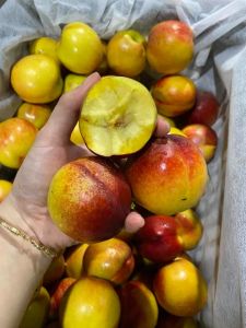 cây giống đào trơn lòng vàng giòn ngọt sapa