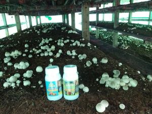 1 ชุด มีสองขวดๆละ 200 ML. ผสมน้ํา 200 ลิต อาหารเห็ด เห็ดฟาง ชุดประหยัด " ฮอร์โมนเห็ดดก เห็ดใหญ่ " ดอกดกใหญ่ได้น้ําหนัก ดอกสวย ออกยาว ไม่ยุบ ไม่แย