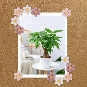 นิ้วหัวแม่มือตกแต่งหมุดกดดอกไม้50ชิ้นไม้ก๊อกบอร์ดประกาศนิ้วหัวแม่มือพร้อมเคสสำหรับบอร์ดติดประกาศแผ่นไม้ก๊อก