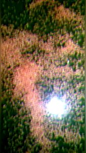 Kutu air moina daphnia magna artemia & fairy shrimp