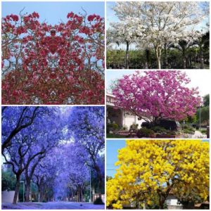 Bibit Tanaman Sakura Tabebuya tinggi 1meter Murah