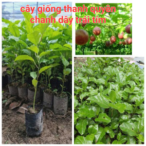 Cây chanh leo tím ngọt