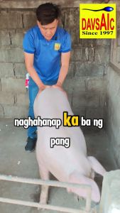 Boar odor spray for sows boar taint smell synthetic pheromones for breeding sow heat detection tool