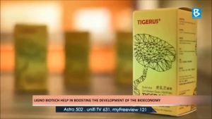 in stock ship with 24hin stock ship with 24hTigerus Tiger Milk Mushroom 300mg 60s/10s - Exp11/27 Cendawan Susu Harimau ( Tiger Milk Mushroom ) - Cough
