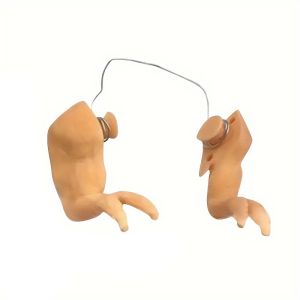 Dekorasi Lengan Ayam / Dekorasi Kaki Depan Ayam Dekorasi Dinosaurus Spoof Hewan Peliharaan Lengan Ayam