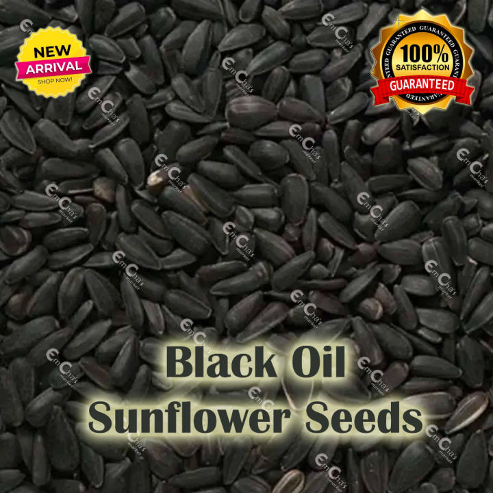 JTC 500g Black Oil Sunflower Seeds for Birds, Hamsters, Mice, etc Black ...