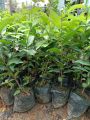 Cây giống sến xanh. 