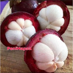 Bibit Manggis Tanpa Biji Unggul Cepat Berbuah