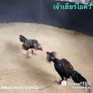 เชื้อไก่ชนพม่า 65฿ ชุดเฉลี่ยฟองละ พ่อพันธุุจารย์เยียร์พม่า