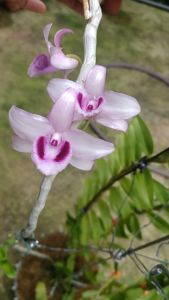 Cây giống hoa lan Cửu Long Cao Phong ( hàng nhân kie 15-25cm)