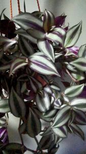 Succulents Tradescantia zebrina Bosse 15cm pot)