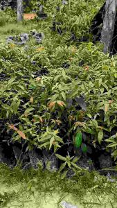 ต้นผักเม็กหรือเสม็ดแดง ยอดอ่อนใบอ่อนรับประทานเป็นผักสดกับน้ำพริกลาบ ก้อย หรือขนมจีน รากแน่นต้นแข็งแรงพร้อมปลูก