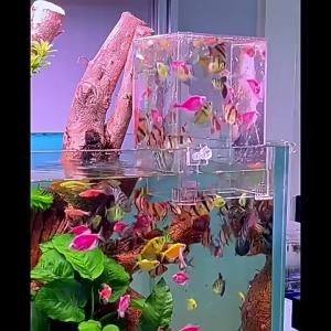 Negative Pressure Tank Wowelang Negative Pressure Fish Tank Ecological Pot Landscaping Decoration Full Set Small Fish Tank Living Room Desktop Betta Tank