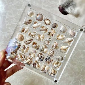 [Alex Do] Hot Sale Acrylic Magnetic Seashell Display Box Seashell Clear Starfish Trinket Organizers 36 64 100 Grids Mini Seashell Storage Box