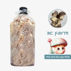 Phôi nấm Bào ngư Nhật giống nấm bào ngư chân dày 12kg tơ mọc đều - 3C Farm