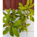 BUAH LANGKA..Bibit Buah Cacil Kecacil/Kepundung Siap Tanam Termurah. 