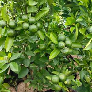 Bibit Jeruk Baby Madu Sudah Berbuah Lebat Super