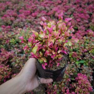 Red Leaf Purslane / 红叶马齿苋 / Pokok Krokot Daun Merah / लाल पत्ता पोर्सलेन पौधा (Singapore: Red Krokot Plant) – Bright Fol