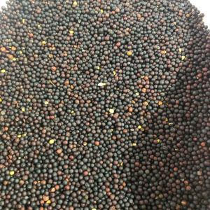 Hạt cải thức ăn cho chim yến hót 7 màu finch …